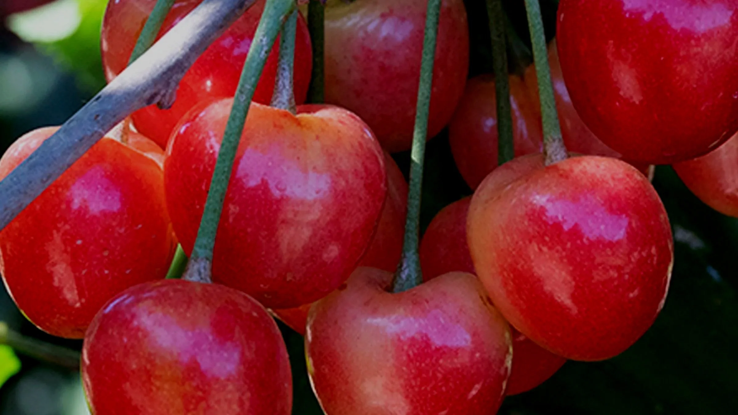 Cheerful Cherries — Sunnyside Nursery